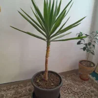 درخت یوکا ارتفاع 1 متر