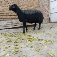 فروش قوچ سیاه اصیل