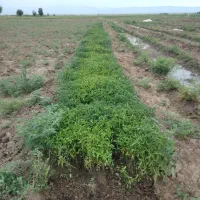 نهال گوجه