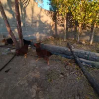 بوقلمون،اردک، جوجه خروس|حیوانات مزرعه|آبیک, |دیوار