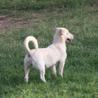 سگ ماده واکسن خورده شناسنامه دار|سگ|کاشان, مدرس|دیوار