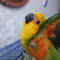 طوطی خورشیدی گرینچیک|پرنده|اصفهان, مارچین|دیوار