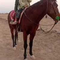 اسب دره شو