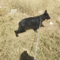 سگ ژرمن شپرد گمشده