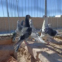 کفتر کبوتر