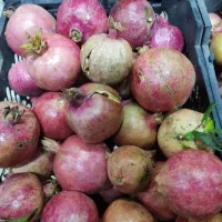عرضه مستقیم انار از باغ|خوردنی و آشامیدنی|تهران, آهنگ|دیوار