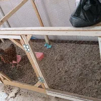 مرغ و خروس خانگی|حیوانات مزرعه|مشهد, شهید قربانی|دیوار