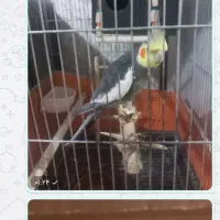 عروس هلندی نر مست مست سالم وسرحال