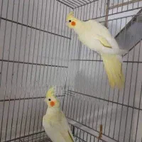 عروس هلندی لوتینو جفت