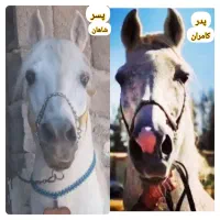 نریان کرد خالص|اسب و تجهیزات اسب‌سواری|تهران, آرژانتین|دیوار