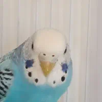 فروش مرغ عشق وفنچ|پرنده|جوانرود, |دیوار