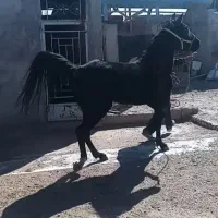 مادیان‌ سواری‌
