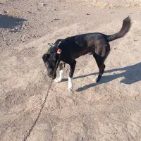 سگ گله واگزار میشود|سگ|قائن, |دیوار