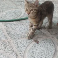 واگذاری رایگان بچه گربه