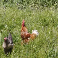 خروس کردی