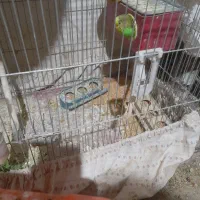 مرغ عشق|پرنده|لنجان, |دیوار