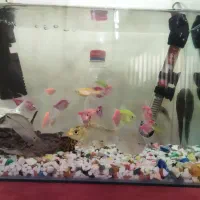 آکواریوم|ماهی|تهران, زهتابی|دیوار