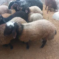 بره،شیشک،عروسی،مراسمات|حیوانات مزرعه|فامنین, |دیوار