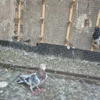 سار نر لکه دار