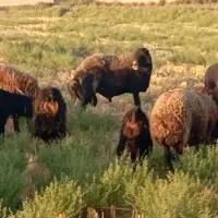 توافقی|حیوانات مزرعه|چناران, |دیوار