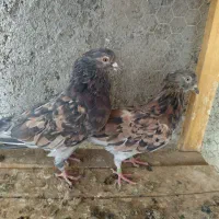 تعدادی نروماده پرشی آنتیک