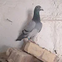 کفتر المانی|پرنده|زابل, |دیوار