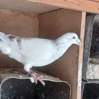 کفتر طوقی سبزوآبی|پرنده|مشهد, امام خمینی|دیوار