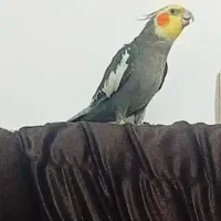 عروس هلندی نر