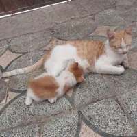 واگذاری رایگان گربه مادرو پسر