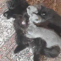 گربه پرشین اسکاتیش مشگی|گربه|ری, دولت‌آباد|دیوار