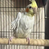 عروس هلندی|پرنده|صومعهسرا, |دیوار