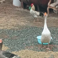 دوعدد قوغاز و یک خروس|حیوانات مزرعه|نوشین شهر, |دیوار