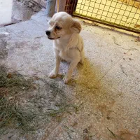 سگ پاکوتاه