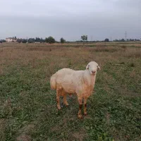 قوچ گوسفند نر سفید