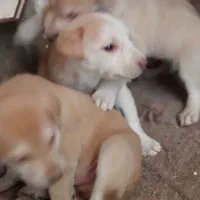 توله سگ واگذاری|سگ|تهران, شکوفه (عبدل آباد)|دیوار