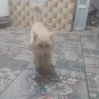 ست کامل میکروفن وگربه پرشین|صوتی و تصویری|گنبد کاووس, |دیوار