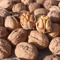 فروش گردو درجه یک|خوردنی و آشامیدنی|دوزین, |دیوار