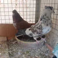 کبوترکفترنرماده شمرونی|پرنده|تهران, کیانشهر|دیوار