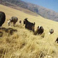 نـر بُز شهرکـردی اصل