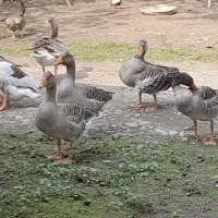 مرغ خروس