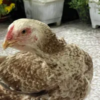 مرغ و خروس لاری