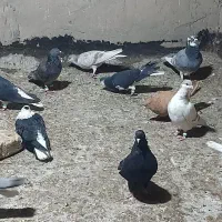 برای فروش طبق تصاویر که میبینید|پرنده|شیراز, دشت چنار|دیوار