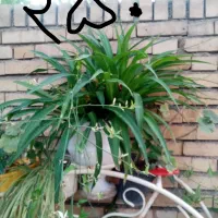 گل و گیاه آپارتمانی و ویلایی|گل و گیاه طبیعی|مشهد, سجاد شهر|دیوار