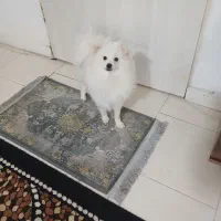 سگ پامر ۹ ماه انگل ترابی شد واکسن زده وعقیم شده