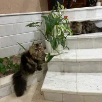 پرشین یکساله کاملا تربیت شده وبازیگوش