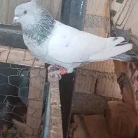 کبوتر سینه سبز|پرنده|شیراز, داریون|دیوار