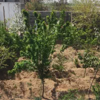 خانه-باغ-300متری-کوهستانی-علی-اباد