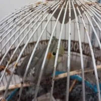 طوطی عروس ماده|پرنده|رشت, شهرک صبا|دیوار