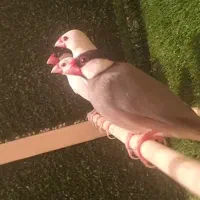 فنچ نرگسی،جاوا