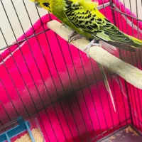 جفت مرغ عشق دوگُل با جوجه|پرنده|بندر ماهشهر, |دیوار